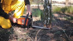 Best Tree Preservation Services  in Wilberforce, OH